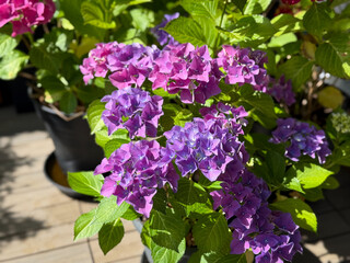 Beautiful blooming vibrant pink purple Hydrangea flowers in decorative grey flower pots in balcony...