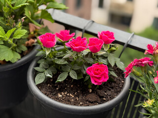 Vibrant pink decorative roses balcony flowers in flower pot in balcony garden close up