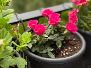 Vibrant pink decorative roses balcony flowers in flower pot in balcony garden close up