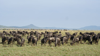 Wildebeests Grazing in an Expansive Grassy Savannah Landscape During a Beautiful Day Tansania Serengeti