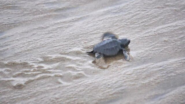Newly hatched baby turtles walk on the beach sand. Marine animals