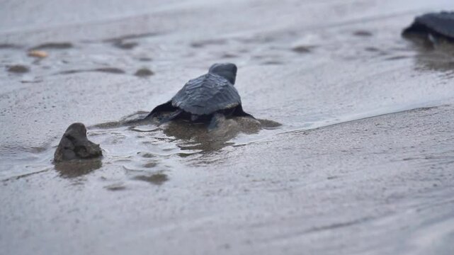 Newly hatched baby turtles walk on the beach sand. Marine animals