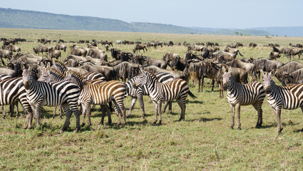 Zebras and Wildebeests Grazing Together in the Beautiful African Savannah Landscape Tansania...