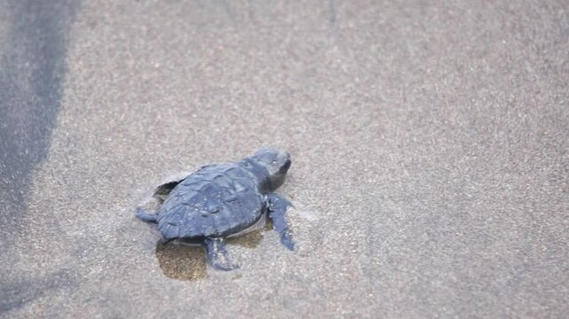 Newly hatched baby turtles walk on the beach sand. Marine animals