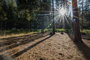 Sunlit Forest Scene