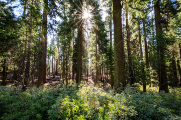 Sunlit Meadow