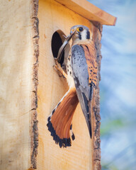 Male American kestrel (Falco sparverius) feeding a skink to its young at a wooden nest box in...