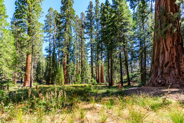 Lush Forest Scene