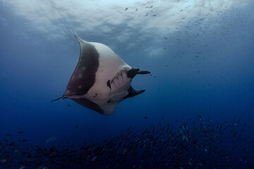 Oceanic Manta Ray in Galapagos 