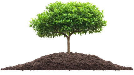 tree on white background