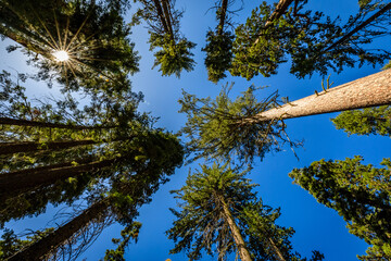 Sunlit Forest Canopy