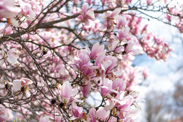 A luxuriantly blooming magnolia tree
