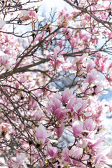 A luxuriantly blooming magnolia tree