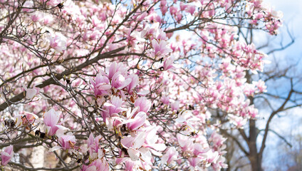 A luxuriantly blooming magnolia tree
