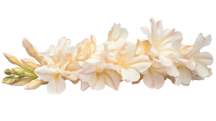 a branch on jasmine flowers on white background