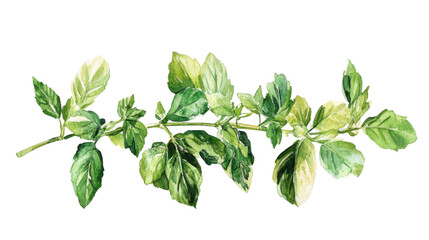 a green leaves branch on white background