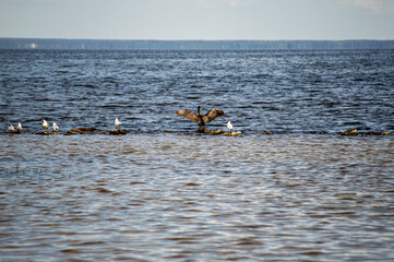The spring landscapes on the Kiev Sea showcase blooming nature, calm waters, and a refreshing...