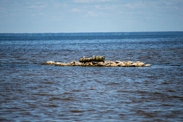 The spring landscapes on the Kiev Sea showcase blooming nature, calm waters, and a refreshing...
