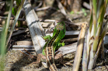 Fototapeta premium The lizard is quietly hiding among the tall green reeds, blending seamlessly into its natural habitat.