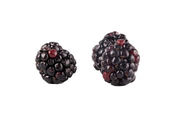 three blackberries close up isolated on transparent background