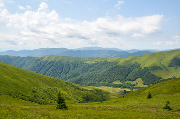 Beautiful rolling green hills stretch endlessly under a bright blue sky with scattered white clouds, capturing the serene beauty of a natural landscape. Carpathian Mountains, Ukraine
