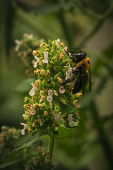 A macro photograph of a bee collecting nectar from a blooming flower.