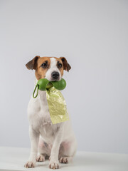 Jack Russell Terrier dog holding container with dog waste bag. 
