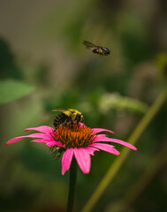 A macro photograph of a bee collecting nectar from a blooming flower.