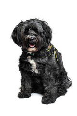 A black shaggy dog with a white breast in a collar. Isolate on a white background