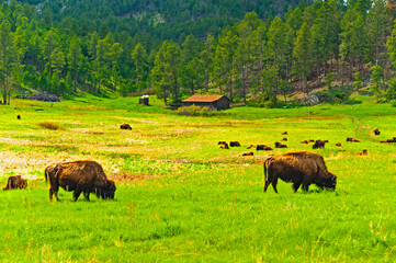 Bisons in the Wind Cave National park in South Dakota