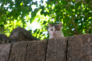 A white cat with brown and black markings sits on a stone wall, gazing directly at the camera amid...