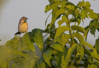A Small Dickcissel Song Bird Sits on a Treetop in the Morning Light