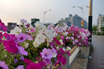 flower, 분홍, 뜰, 네이처, 식물, 봄, 여름, 블로섬, 개화, 보라색, 미, red, 꽃, 변색, 나뭇잎, 덤불, 공원, 원예, 다채로운, 똑똑하다