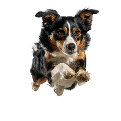 Energetic tri color Australian Shepherd dog mid air jump athletic canine motion