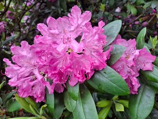 Rhododendron flowers after the rain in the botanical garden