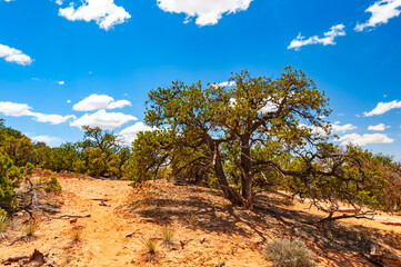 Canyonlands iin the State of Utah is  a wilderness of countless canyons and fantastically formed...