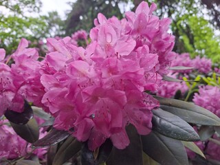 Rhododendron flowers after the rain in the botanical garden