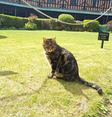 striped cat