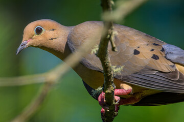 Close-up of Mourning Dove bird in tree