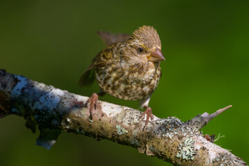 Close-up of female Purple Finch songbird bird