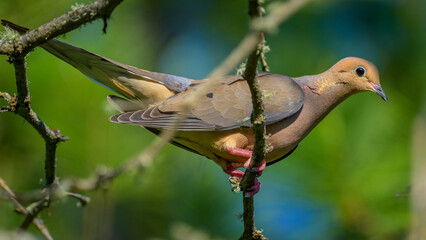Mourning Dove bird in tree