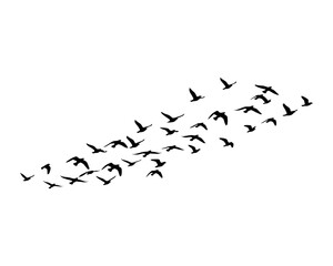 Fototapeta premium Minimalist Black Flock of Birds Silhouettes Representing Nature and Collective Flight in Simple Graphic Form