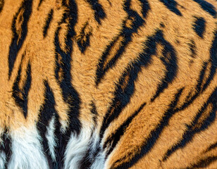 tiger stripes texture