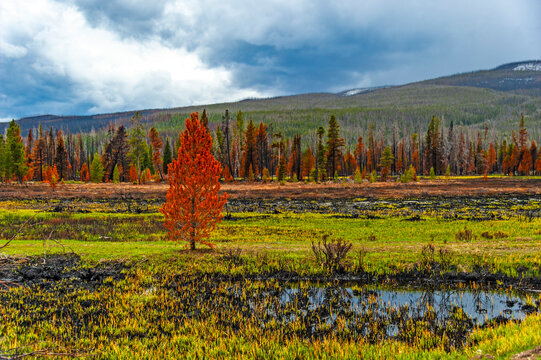 Burned forest in the Rocky Mountain National Park. Colorado