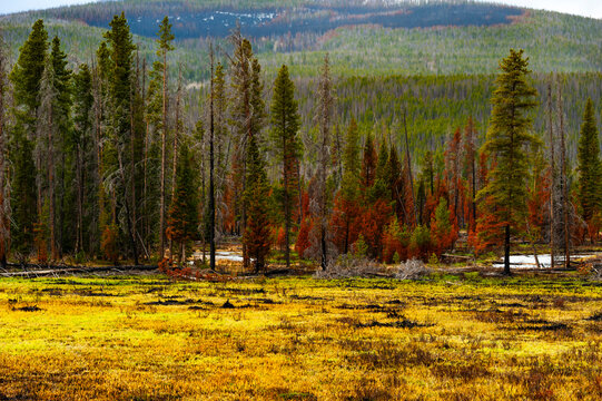 Burned forest in the Rocky Mountain National Park. Colorado
