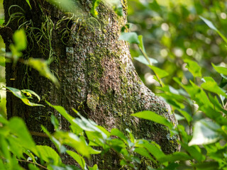 苔が生えた樹木