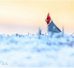 Bird.passaro congelado. geada forte