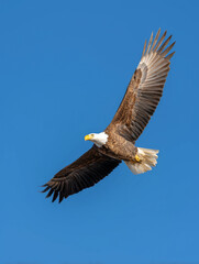 Obraz premium Majestic bald eagle soaring through the vibrant blue sky