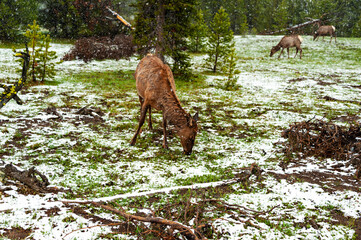 Yellowstone National Park, the first national park in the US,  known for its wildlife and its many...