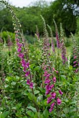 Fototapeta premium Fingerhut (Digitalis purpurea) mit Regentropfen